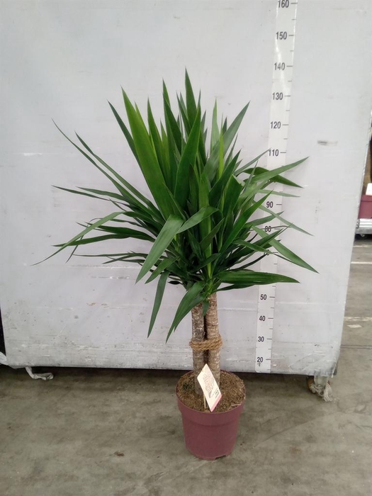 <h4>Yucca elephantipes   ...</h4>