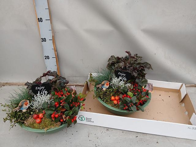 <h4>ARR TUINPLANTEN</h4>