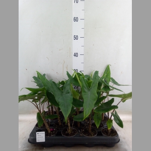 Alocasia zebrina