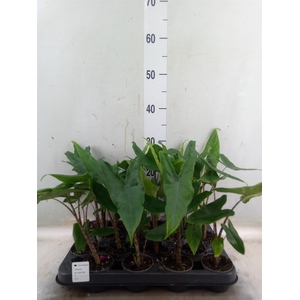 Alocasia zebrina