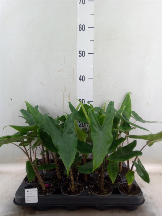 <h4>Alocasia zebrina</h4>