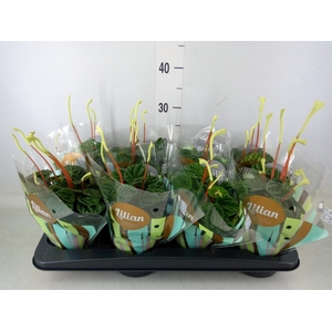 Peperomia caperata 'Lilian'