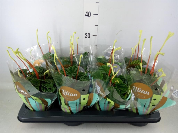 <h4>Peperomia caperata 'Lilian'</h4>