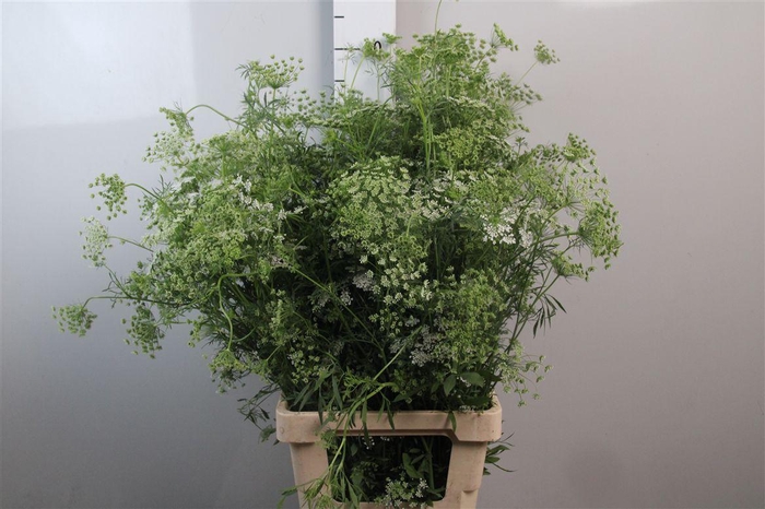 <h4>Ammi Majus</h4>