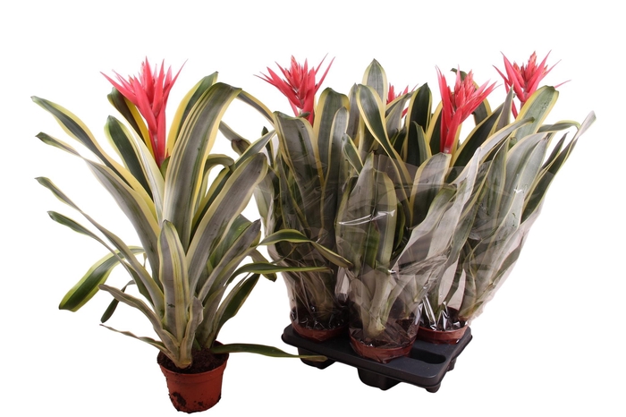 <h4>AECH BRASIL</h4>