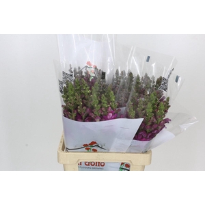 Antirrhinum Potomac Purple