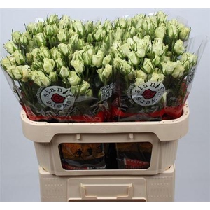 R Tr Pola Sensation+