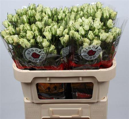 <h4>R Tr Pola Sensation+</h4>