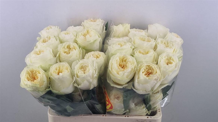 <h4>R Gr Antonia Garden Ll</h4>