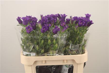 <h4>Campanula Med Champ Blue</h4>