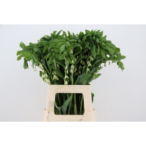 POLYGONATUM MULTIFLO