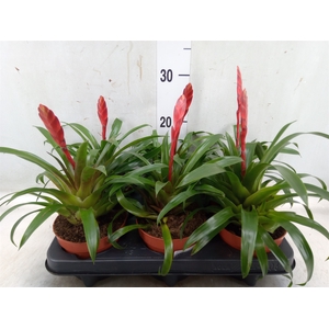 Vriesea  'Conchita'