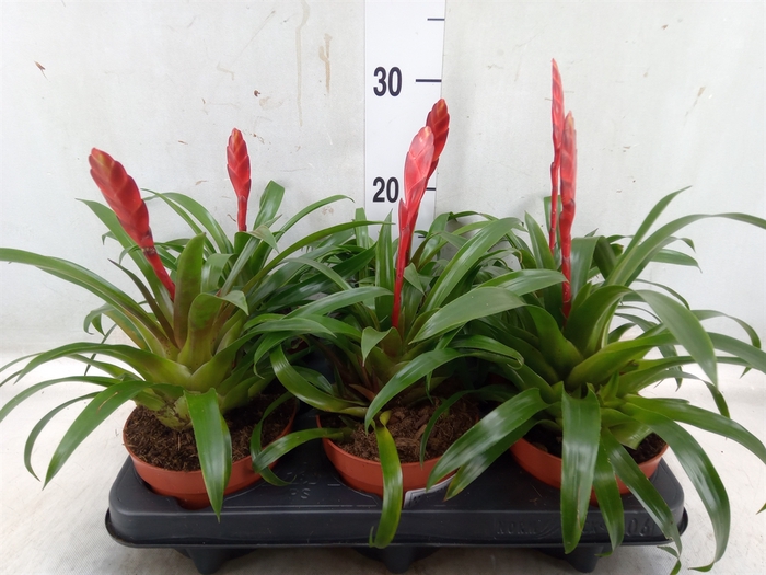 <h4>Vriesea  'Conchita'</h4>