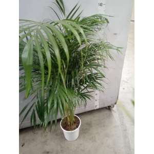 Dypsis lutescens   ...Chrysalidoca