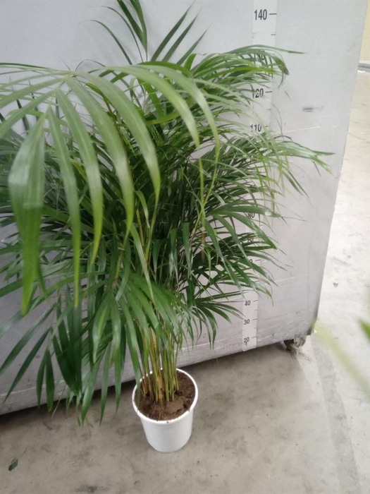 <h4>Dypsis lutescens ...Chrysalidoca</h4>