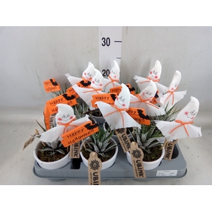 Haworthia fasciata 'Alba'