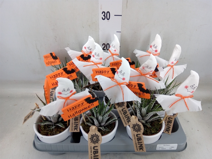 <h4>Haworthia fasciata 'Alba'</h4>