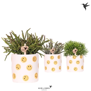 Kolibri Greens Rhipsalis mix in Smiley pot