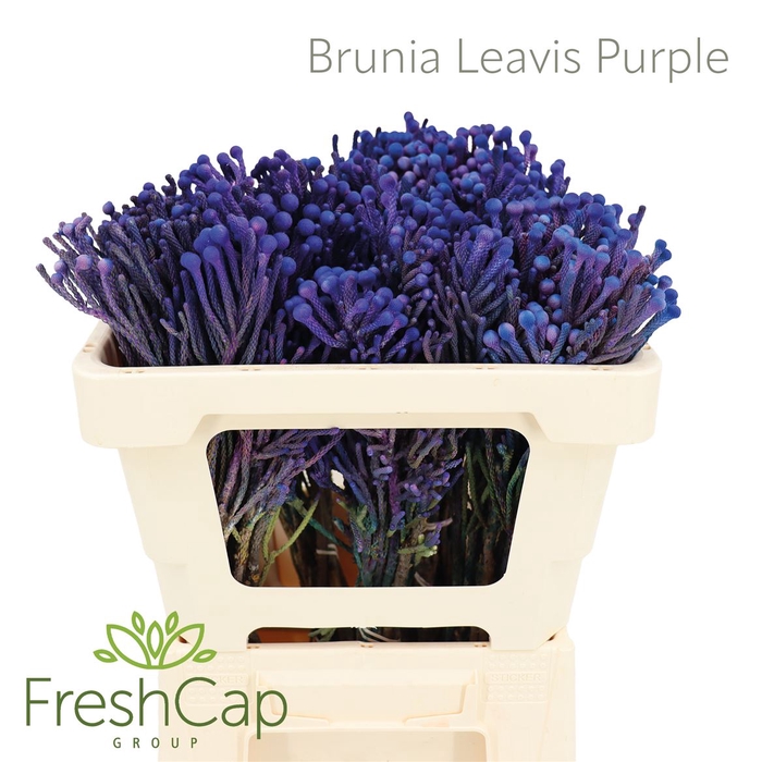 <h4>Brunia Leavis Purple</h4>