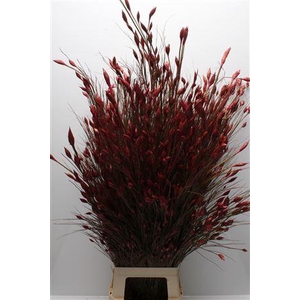 KAAPS BELL REED PINK