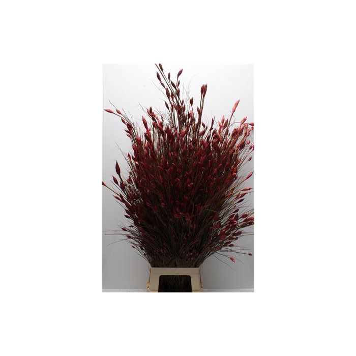 <h4>Kaaps Bell Reed Pink</h4>