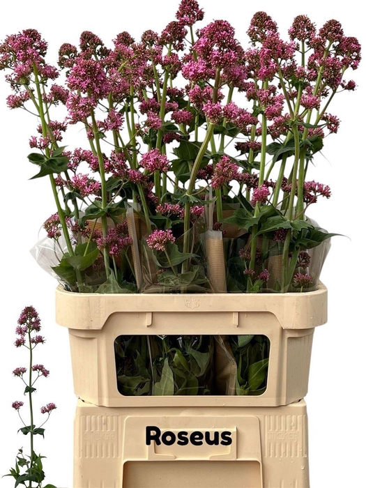 <h4>Centranthus ruber</h4>