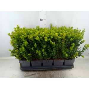 Buxus semp.   ...