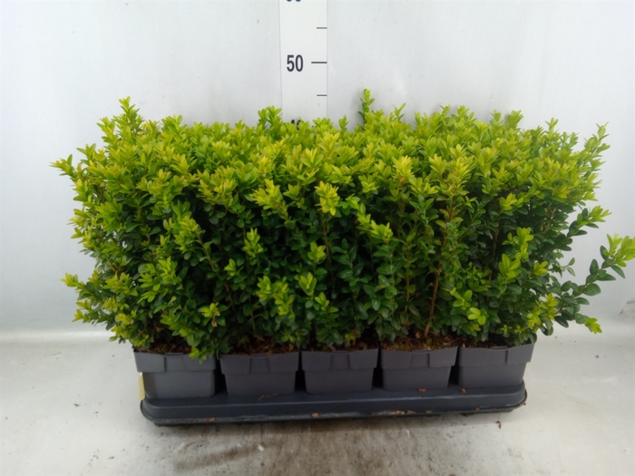 <h4>Buxus semp.   ...</h4>