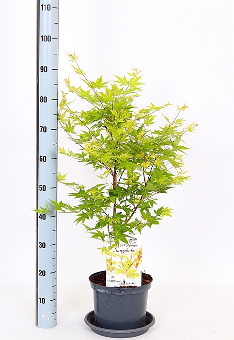 <h4>ACER PA SANGOKAKU</h4>