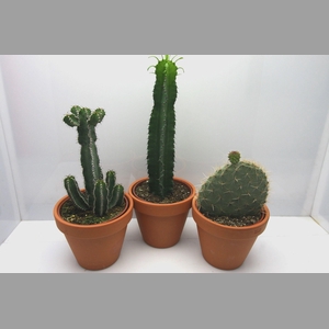 CACTUS GEM