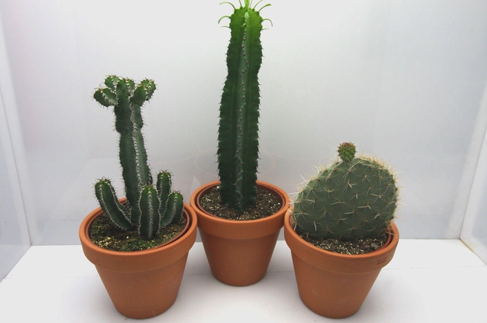 <h4>CACTUS GEM</h4>