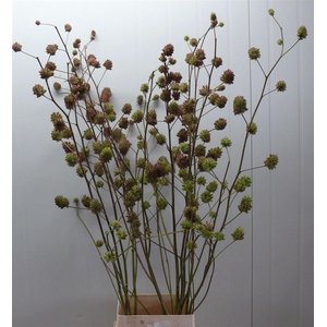 Glycyrrhiza Y Zoethout 180cm P Stem
