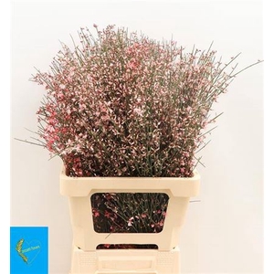 Genista Rose Per Bos