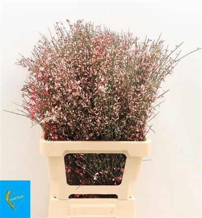 <h4>Ginster 150gr Pink P Bunch</h4>