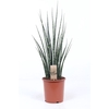 Sansevieria Fernwood