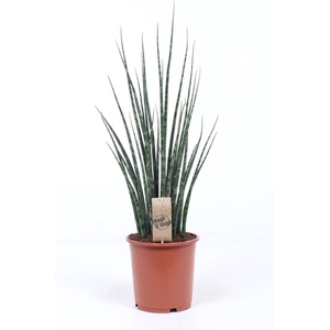 Sansevieria Fernwood