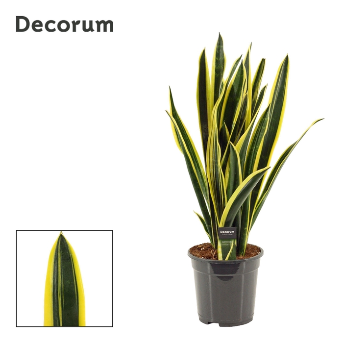 <h4>Sansevieria Black Gold Extreme 21 cm (Decorum)</h4>