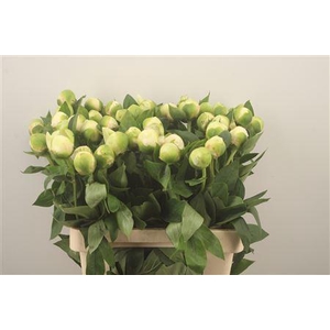 Paeo L Bridal Shower