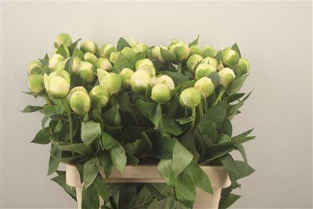 <h4>Paeo L Bridal Shower</h4>