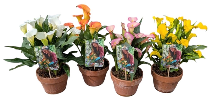 <h4>Zantedeschia Garden Dream Mix Lagen</h4>