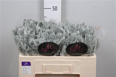 <h4>Jacobaea maritima 'Ovidius'</h4>