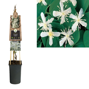 Clematis terniflora +3.0 label