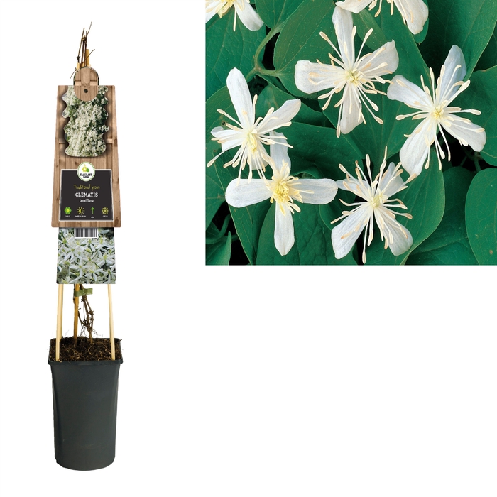 <h4>Clematis terniflora +3.0 label</h4>