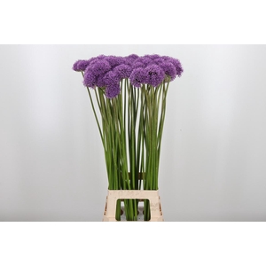 Allium Gladiator