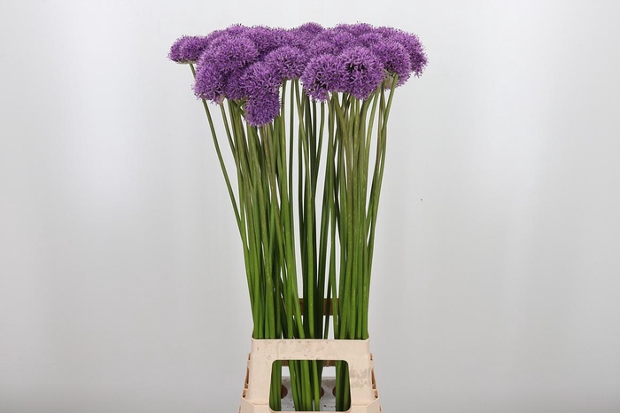 <h4>Allium Gladiator</h4>