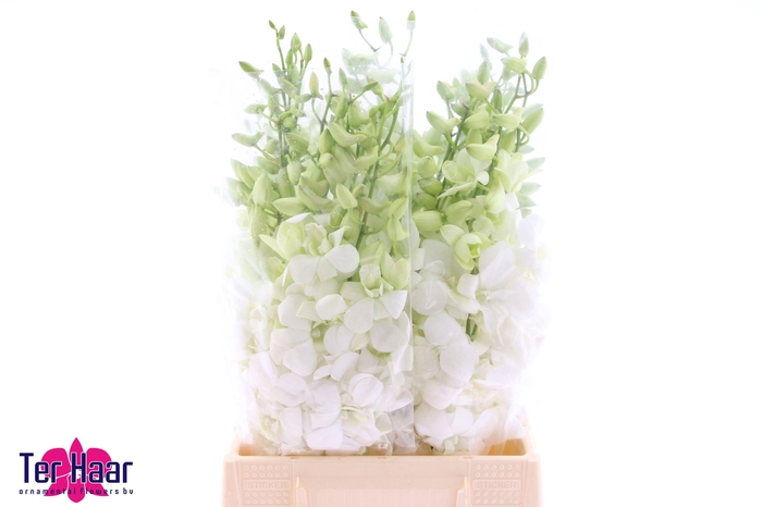 <h4>DENDR M POMP WIT</h4>