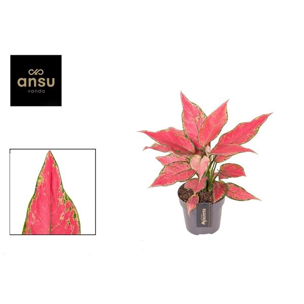<h4>Aglaonema Cherry Baby</h4>