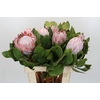 Protea Cynaroides