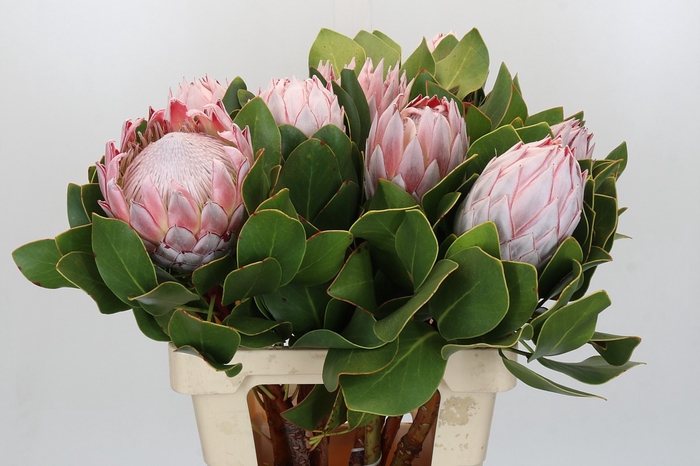 Protea Cynaroides