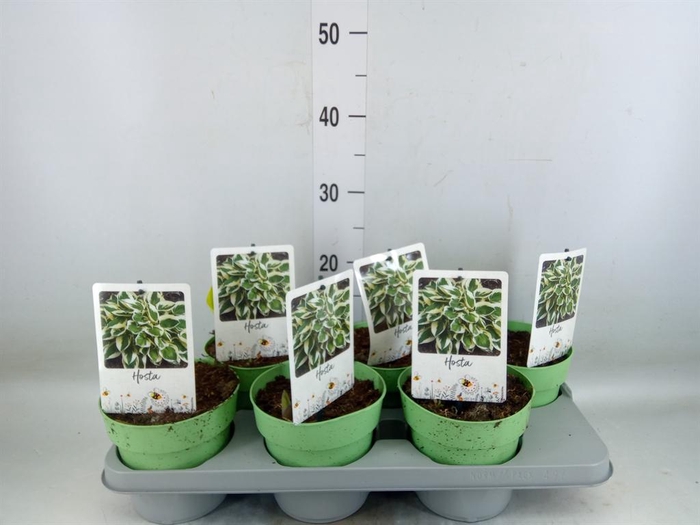 <h4>Hosta 'Twilight'</h4>